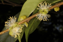 Drypetes oblongifolia